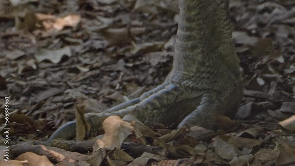 Feet Of A Southern Cassowary Walking On The Forest Ground With Fallen Dry Leaves. closeup Feet Of A Southern Cassowary Walking On The Forest Ground With Fallen Dry Leaves. closeup