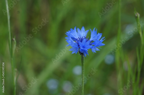 Flor azul