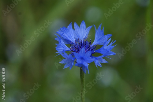 Flor azul