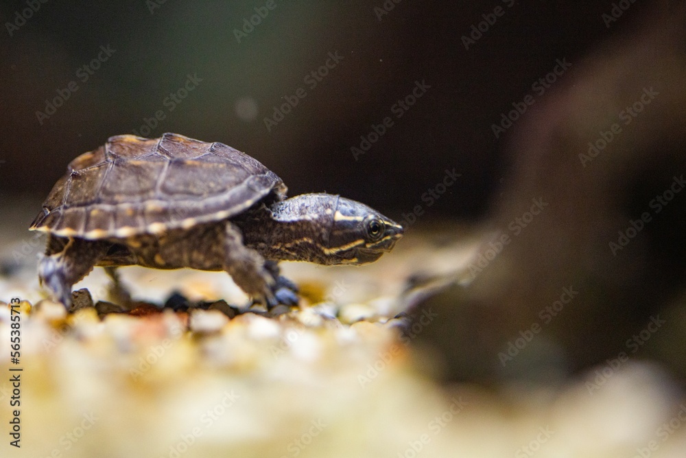 Obraz premium Baby box turtles