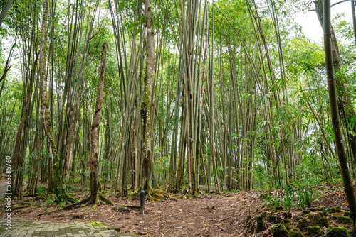 Bamboo Garden and Bamboo Forest Path at Berastagi - North Sumatra