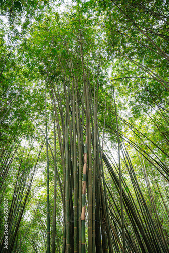 Bamboo Garden and Bamboo Forest Path at Berastagi - North Sumatra