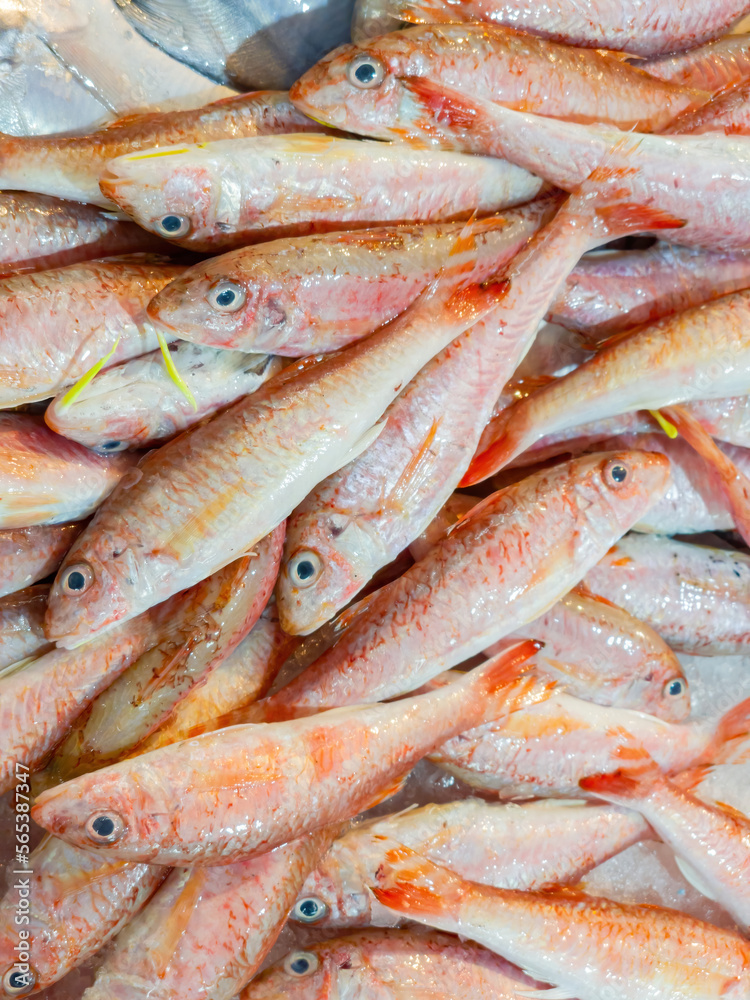 Close up shot of fresh fish selling in the market Close up shot of fresh fish selling in the market