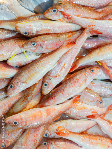 Close up shot of fresh fish selling in the market