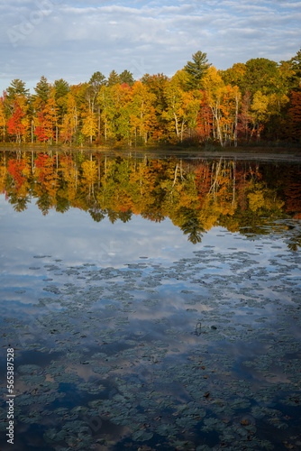 A shoreline of peak autumn color is reflected in the surface of a small Northwoods lake at sunrise.  Oneida County, WI.