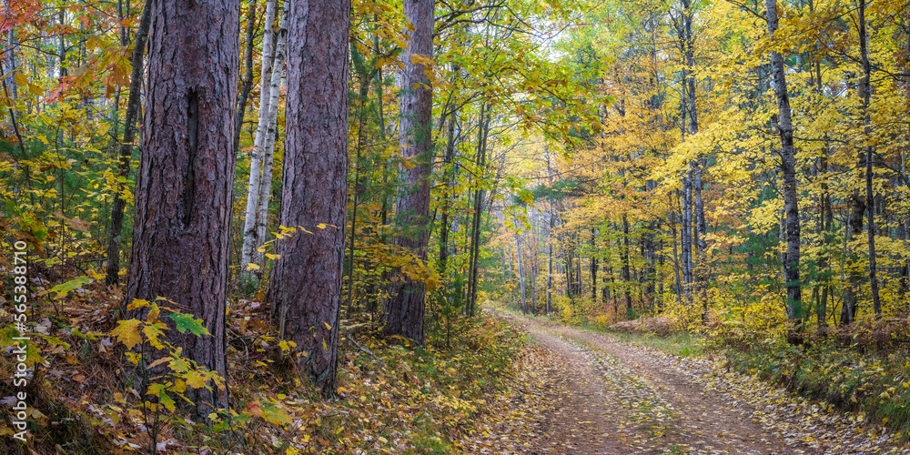 Forest service road through a Northern Wisconsin woodland in peak autumn colors. Vilas County, WI. Forest service road through a Northern Wisconsin woodland in peak autumn colors. Vilas County, WI.