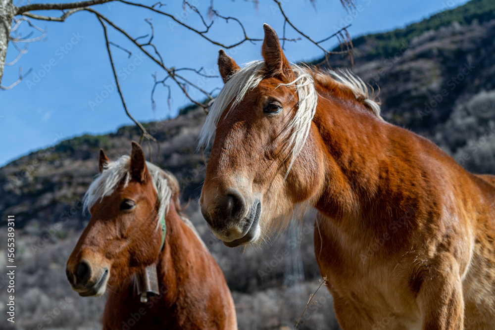 Fototapeta premium Pyrenean horse grazing outdoors on a sunny day
