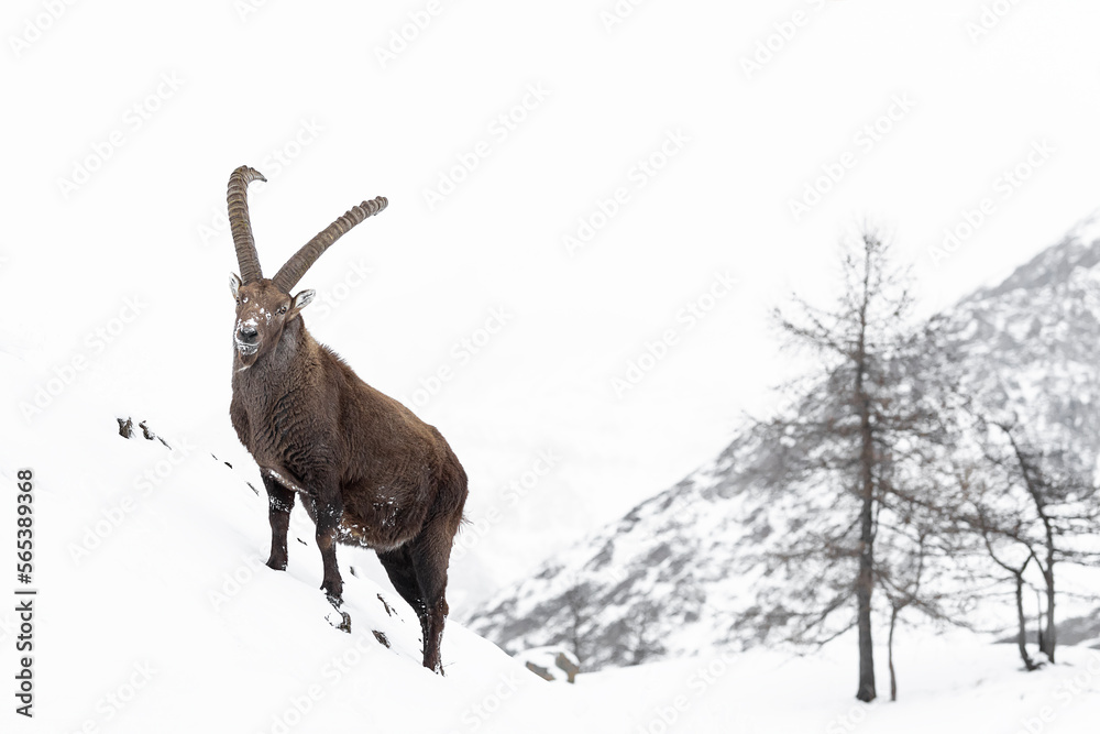 The king and the snow (Capra ibex)