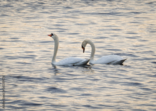 Mute swans couple swimming in gray wavy water by river bank in sunset