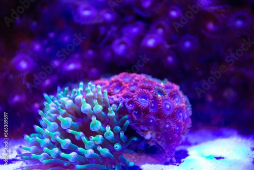 Fototapeta Naklejka Na Ścianę i Meble -  Neon colored coral