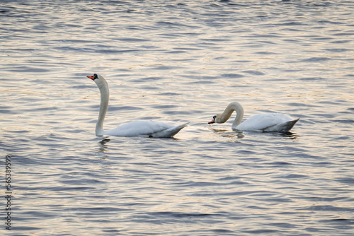 Mute swans couple swimming in gray wavy water by river bank in sunset
