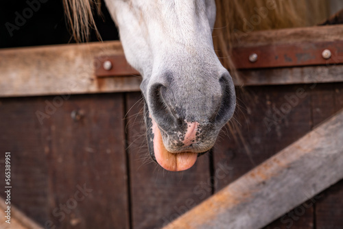 Cute horse nose, details of horses, equine animals, looking out of box © Ayla Harbich