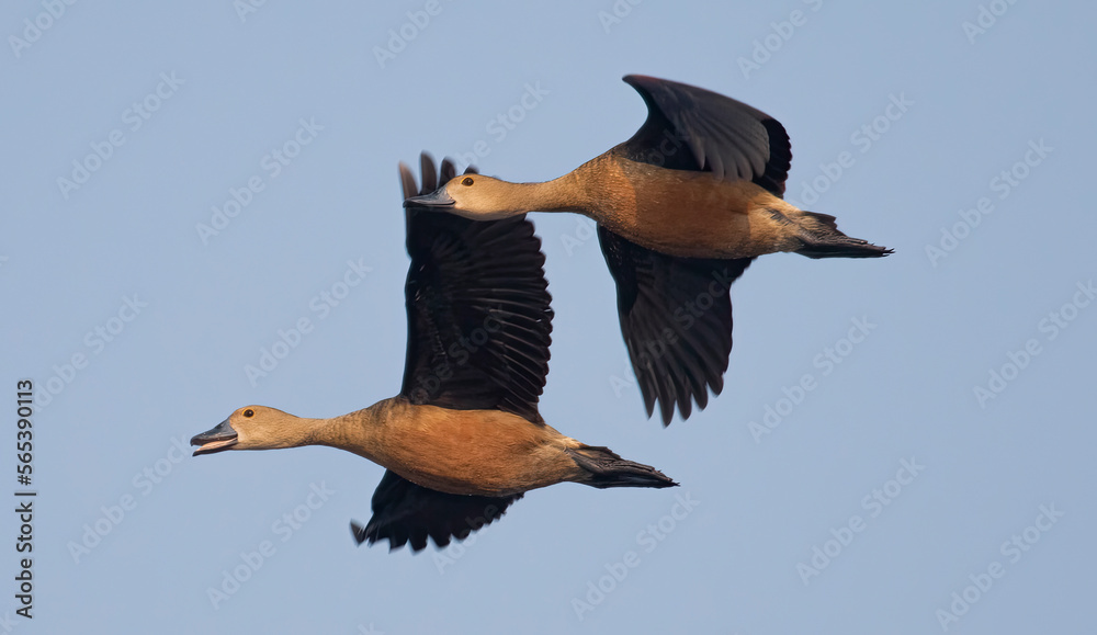 Obraz premium Migratory Whistling duck birds in flight against the blue sky