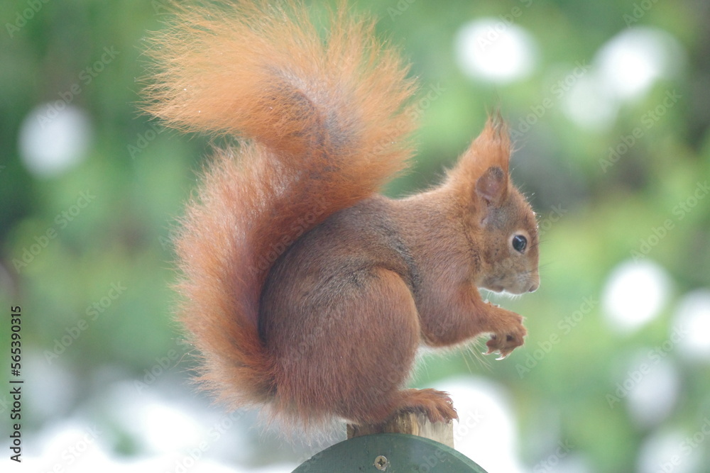 Fototapeta premium Eichhörnchen