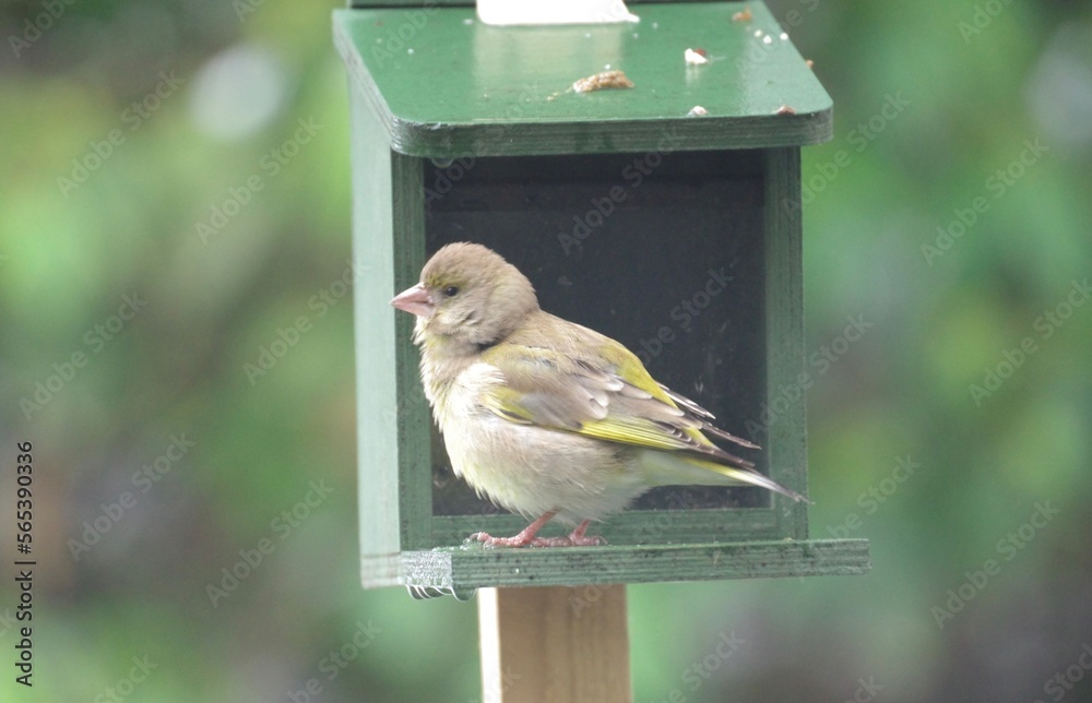 Naklejka premium Buchfink
