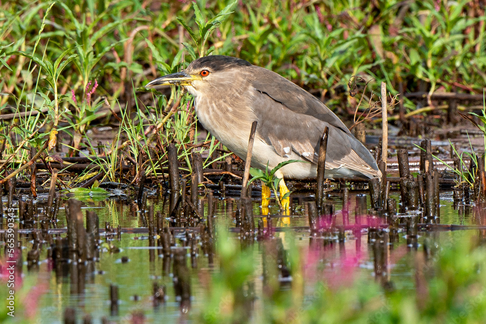 Naklejka premium Bihoreau gris, Heron bihoreau,.Nycticorax nycticorax, Black crowned Night Heron