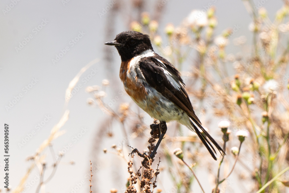 Tarier pâtre, Traquet pâtre, Saxicola rubicola, European Stonechat, male Tarier pâtre, Traquet pâtre, Saxicola rubicola, European Stonechat, male
