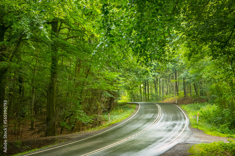 Obraz premium Wet road