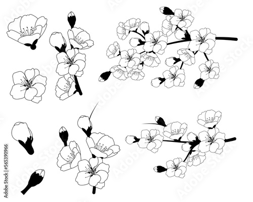 Hand drawn branch of sakura with blooms, flowers, leaves, petals. Modern line art style. Botanical composition for card, invitation, logo, fabric print, packaging
