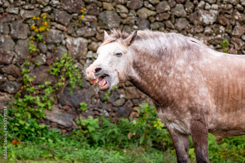 Fototapeta premium Horses on pasture, in the heard together, happy animals, Portugal Lusitanos