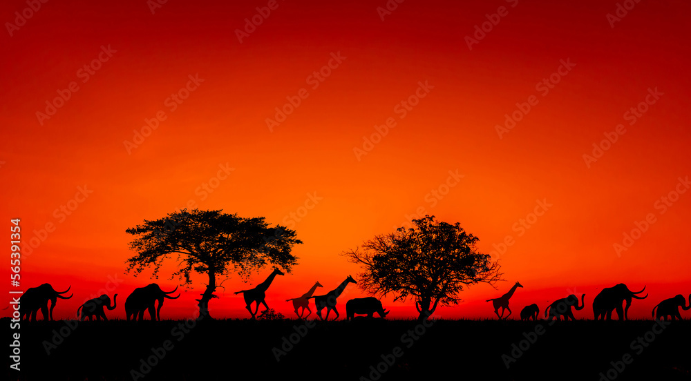 sunset and sunrise.Panorama silhouette tree in africa with sunset.Dark tree on open field dramatic sunrise.Safari theme.Giraffes.