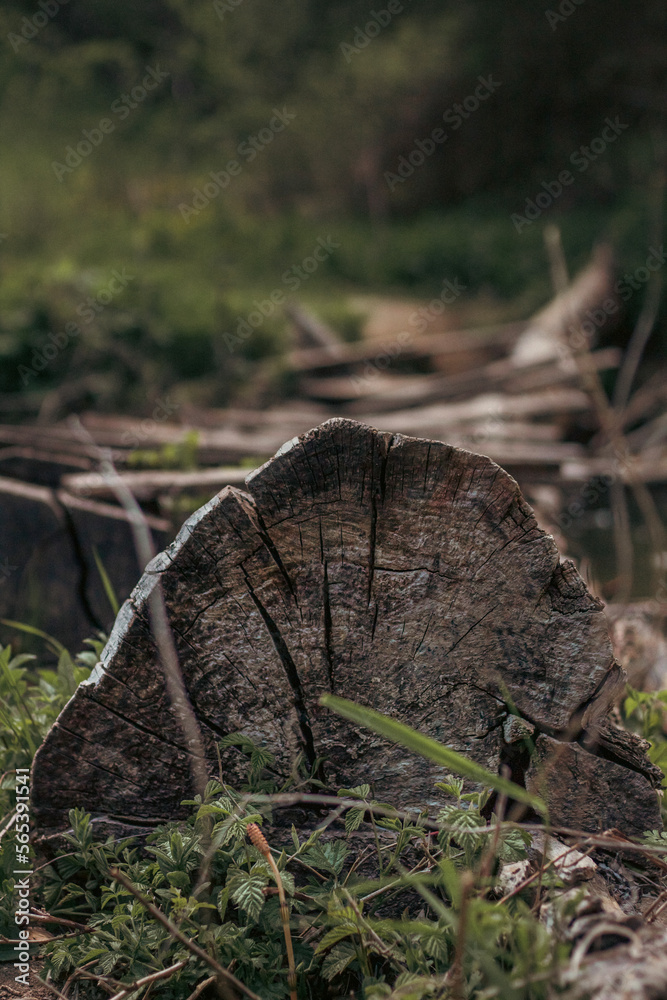 Obraz premium Old tree log by the riverside