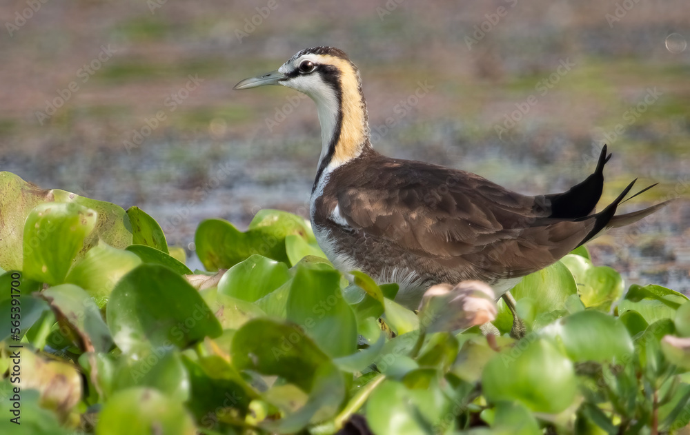 Pheasant-tailed Jacana bird perched on floating foliage at a forest swamp