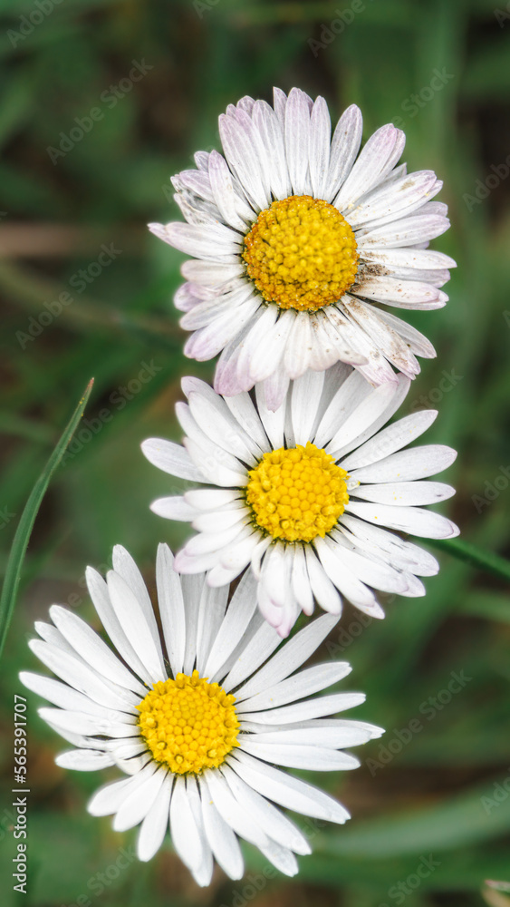 Fototapeta premium Three Daisies in a row