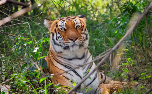 Bengal Tiger face in close up view shot at Bannerghatta National forest 