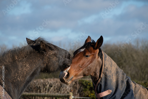 Two  beautiful  horses  grooming g bitting  and  greeting  eat other  © debraangel