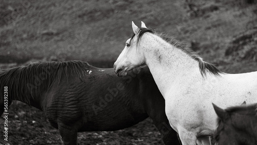 Horses on pasture  in the heard together  happy animals  Portugal Lusitanos