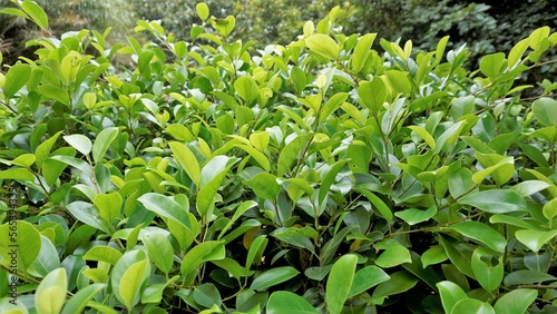 Closeup of ficus leaves. Bright green fence decorative tree leaves of garden or park © Albin