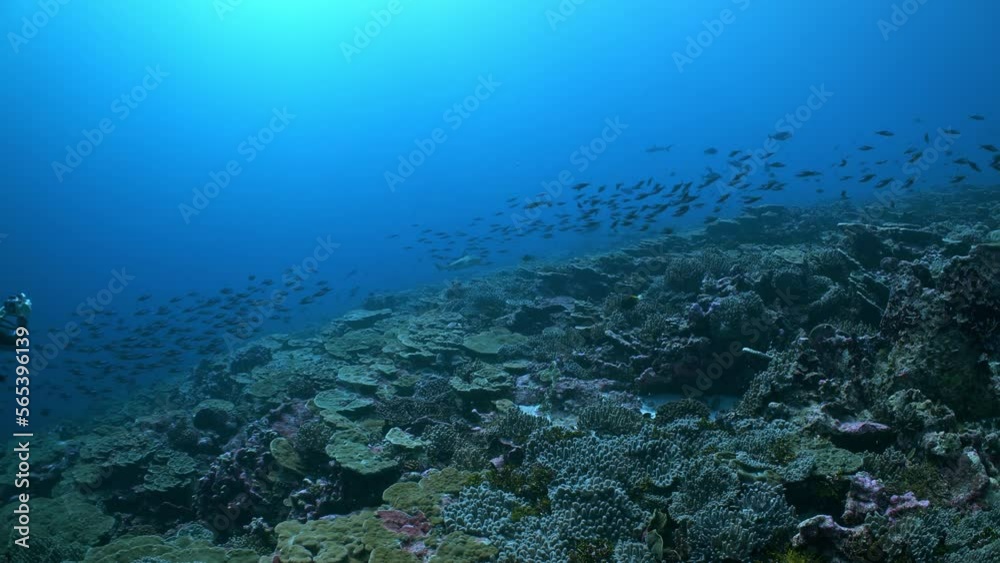 Hectic underwater scene with fish and sharks hunting over a deep coral reef with SCUBA diver Hectic underwater scene with fish and sharks hunting over a deep coral reef with SCUBA diver