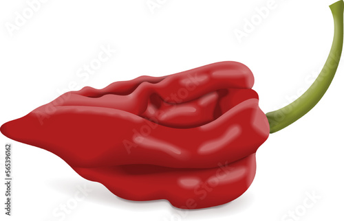 Naga Viper pepper. Capsicum chinense. Hot chili pepper.Chili pepper. Fresh, organic, raw, vegan vegetables. Vector illustration isolated on white background.