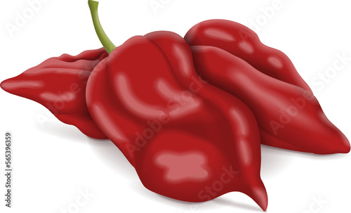 Group of Naga Viper pepper. Capsicum chinense. Hot chili pepper.Chili pepper. Fresh, organic, raw, vegan vegetables. Vector illustration isolated on white background.