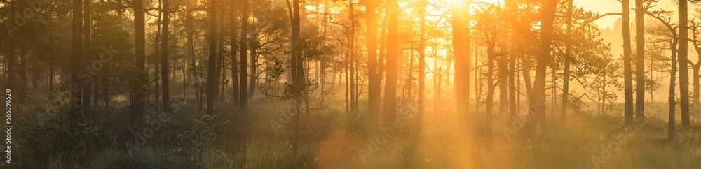 Panorama of summer morning landscape with golden sun rays passing through foggy forest