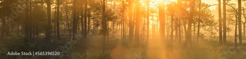 Panorama of summer morning landscape with golden sun rays passing through foggy forest