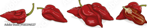 Set with whole, half of Naga Viper pepper. Capsicum chinense. Hot chili pepper.Chili pepper. Fresh, organic, raw, vegan vegetables. Vector illustration isolated on white background. Cartoon style.