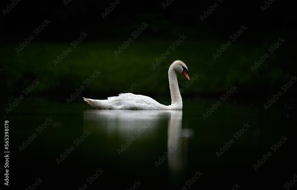 Fototapeta premium swan on the lake