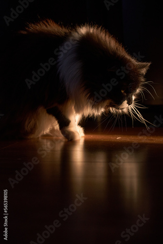 black and white cat