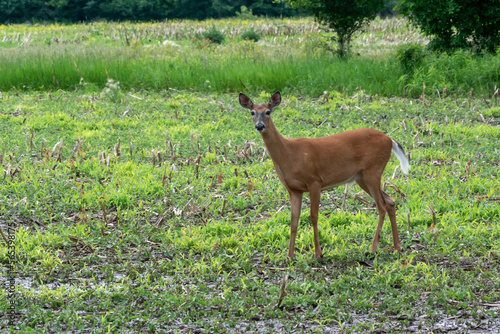 White-tailed Doe Deer In Last Year's Wet Cornfield