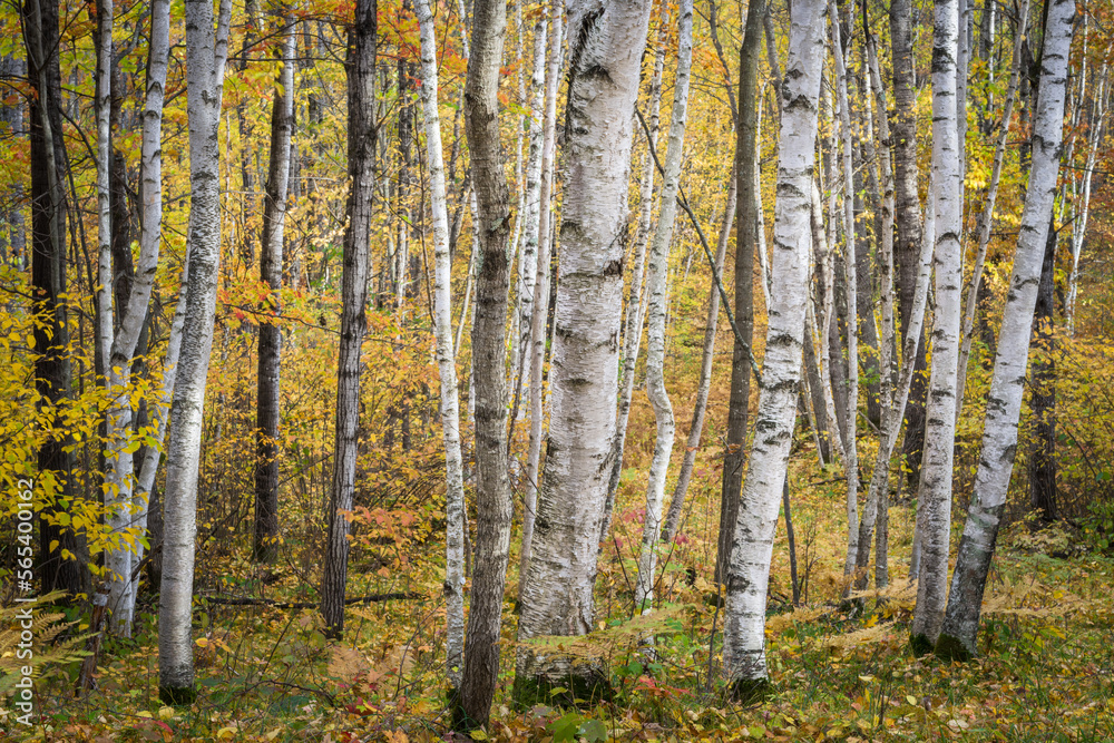 Obraz premium Fall colors in a birch grove along a county road in the Northwoods of Wisconsin. Vilas County, WI.