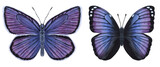 Beautiful blue-violet butterflies. Hand-drawn watercolor illustration isolated on white background. Can be used for card, poster, stickers, scrapbook