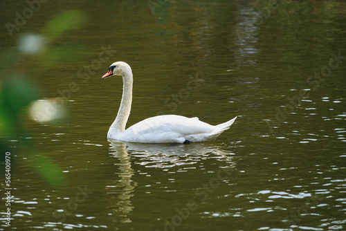 A white swan swims in a fresh water pond in the shade of trees in summer. A large white bird in a pond with a greenish tint of water.