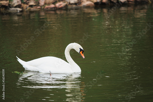 A white swan swims in a fresh water pond in the shade of trees in summer. A large white bird in a pond with a greenish tint of water.