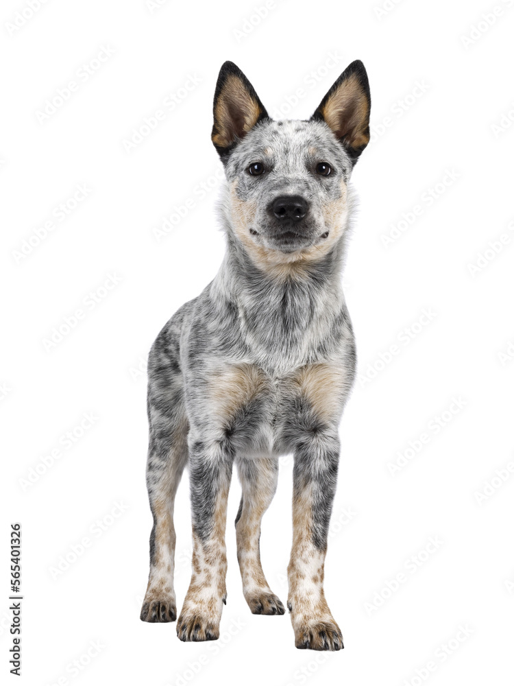 Sweet Cattle dog puppy, standing facing front. Looking fierce towards camera. Isolated cutout on transparent background. Mouth closed.