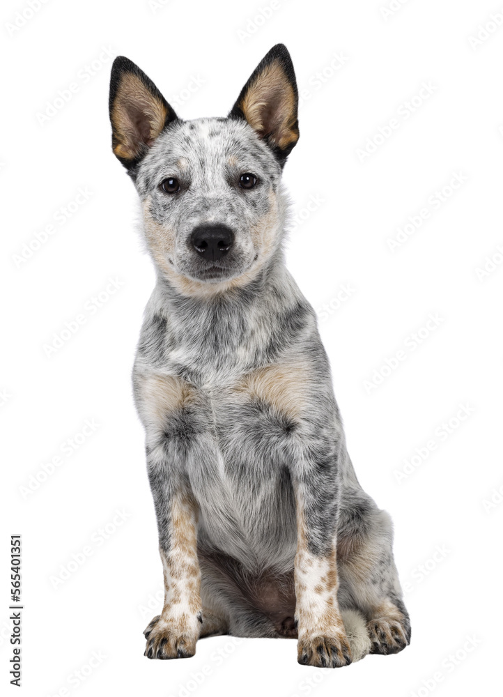 Sweet Cattle dog puppy, sitting up facing front. Looking sweet towards camera. Isolated cutout on transparent background. Mouth closed. Sweet Cattle dog puppy, sitting up facing front. Looking sweet towards camera. Isolated cutout on transparent background. Mouth closed.