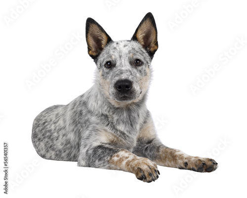 Fotografia Sweet Cattle dog puppy, laying down side ways on wdge