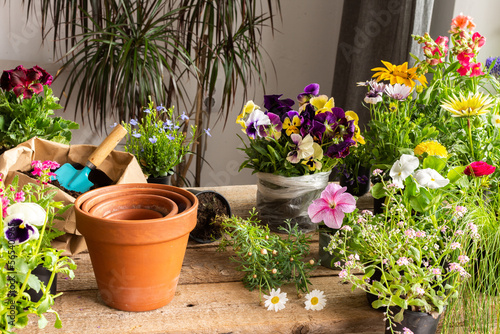 Fototapeta Naklejka Na Ścianę i Meble -  Spring decoration of a home balcony or terrace with flowers, transplanting flowers from temporary pots to permanent ones, home gardening and hobbies, biophilic design