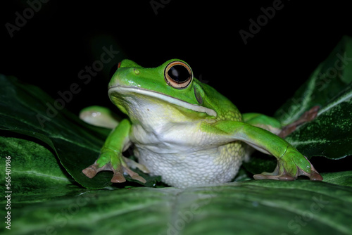 White lipped tree frog on leaves, closeup green tree frog, animals closeup